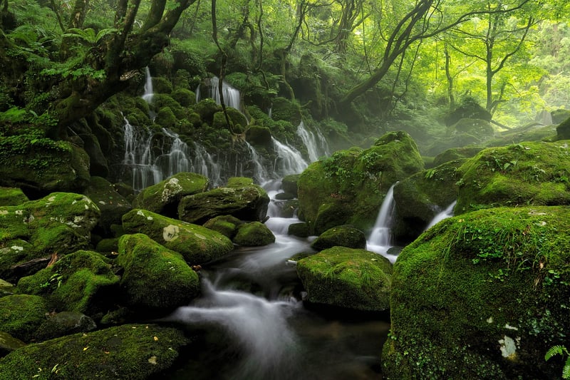 Aokigahara Forest, Japan