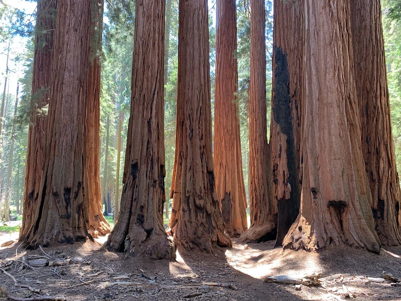 Redwood Forest, USA